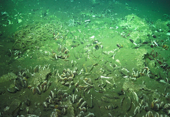 Fishing line tangled (left back) in a mussel bed at a methane seep off Costa Rica.  (Photo credit: Lisa Levin and Schmidt Ocean Institute)